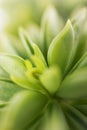 Green leaves succulent plant background macro with selective focus