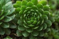 Green leaves of succulents with thorns, macro close-up, natural background