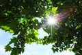 Green leaves and sun