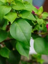 Green leaves in the sun