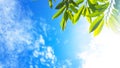 Green leaves with sun light and blue sky cloud nature background