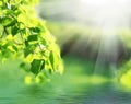 Green leaves with sun ray Royalty Free Stock Photo