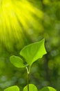 Green leaves with sun ray Royalty Free Stock Photo