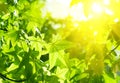 Green leaves with sun ray Royalty Free Stock Photo