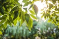 Green leaves with sun ray