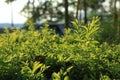 Green leaves with sun ray Royalty Free Stock Photo