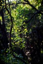 Green leaves with sun ray in the forest Royalty Free Stock Photo