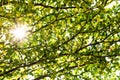 Green leaves with sun ray light. Royalty Free Stock Photo