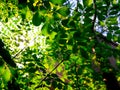 Green leaves and sunlight Royalty Free Stock Photo