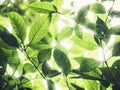 Green leaves sunlight Nature abstract background Ecology