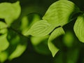 Green leaves and sunlight outside in the forest