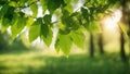 green leaves in sunlight spring summer nature background grass trees branch green leaves Royalty Free Stock Photo