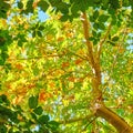 Green leaves in the sunlight - leafage background
