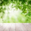 Green leaves with sunlight wooden background