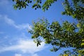 Green leaves and sunny blue sky Royalty Free Stock Photo
