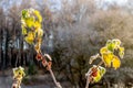 Green leaves on a sunny frosty morning