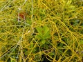 Green leaves surrounded by yellow roots