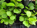 Green leaves sweetheart hoya plant. Royalty Free Stock Photo