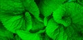 Green leaves swirl pattern, natural background