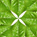 Green leaves symmetry and environmental symbol