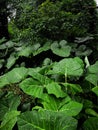 green leaves taro season plants