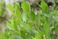 Green leaves With Teeny-Tiny Fruits