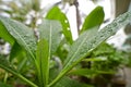 View of green leaves of Plumeria rubra plant on a rainy day, India. Royalty Free Stock Photo