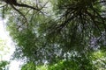 Green leaves of Terminalia ivorensis tree