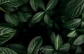 Green leaves texture background. Dense dark green leaves in jungle. Nature abstract background. Plant in tropical forest. Exotic