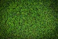 Green leaves texture background Grass top view small plant green leaf pattern nature Royalty Free Stock Photo
