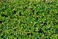 Green leaves texture background hedge of shrubs ornamental plant in the garden eco wall organic natural wallpaper Royalty Free Stock Photo