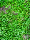 Green leaves texture background macro.