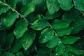 Green leaves texture background. Natural background of green foliage of Solomon seal in spring garden. Polygonatum odoratum -