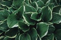 Green leaves texture background. Natural background of green plantain lilies foliage. Hosta plant leaves Royalty Free Stock Photo