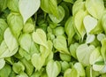 Green leaves texture background Royalty Free Stock Photo