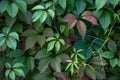 Green leaves texture and background. Parthenocissus or boston ivy leaves closeup. Foliage pattern. Climbing ornamental plants Royalty Free Stock Photo