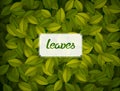 Green leaves texture. Royalty Free Stock Photo