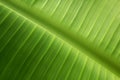 Green leaves,texture background Royalty Free Stock Photo
