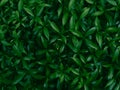 Green leaves texture pattern background full frame on natural low light Royalty Free Stock Photo