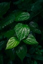 Green Leaves texture pattern on natural low light background Royalty Free Stock Photo