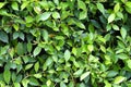 Green leaves texture plane perpendicular shooting Royalty Free Stock Photo
