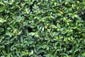 Green leaves texture plane perpendicular shooting Royalty Free Stock Photo