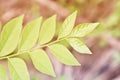Green leaves  texture  soft   focus  spring nature wallpaper background Royalty Free Stock Photo