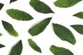 Texture of green fresh mint leaves lie on a white background
