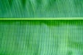 Green leaves texture,tropical leaf for nature background, bird of paradise foliage tree Royalty Free Stock Photo