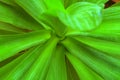 Green leaves texture. Unspecific natural green background. Royalty Free Stock Photo