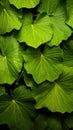 Green Leaves texture with water drops background. Beautiful bright fresh natural close-up of greens Royalty Free Stock Photo