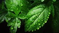 Green Leaves texture with water drops background. Beautiful bright fresh natural close-up of greens Royalty Free Stock Photo