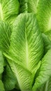 Green Leaves texture with water drops background. Beautiful bright fresh natural close-up of greens varieties of cabbage