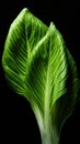 Green Leaves texture with water drops background. Beautiful bright fresh natural close-up of greens varieties of cabbage Royalty Free Stock Photo